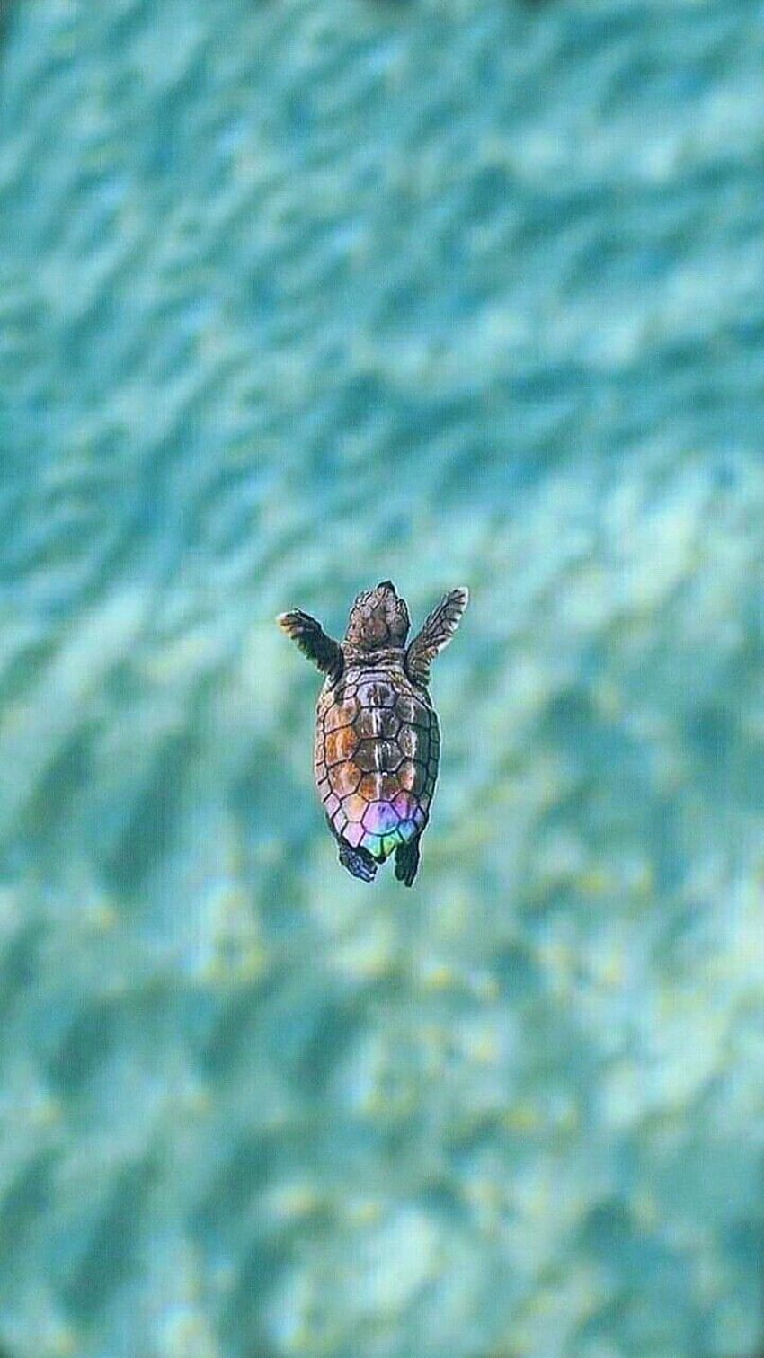 Save the turtles::…Click here to nature HD phone wallpaper