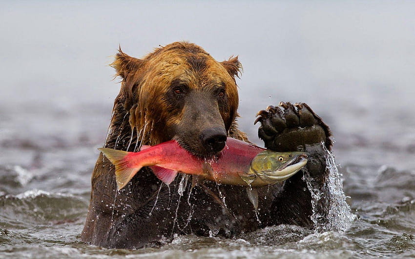 Niedźwiedź grizzly z dużą rybą w pysku Tapeta HD