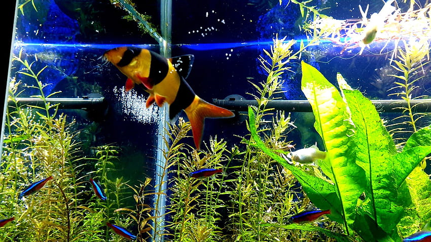 Społeczność Fish Tank Ultra / Tła Tapeta HD