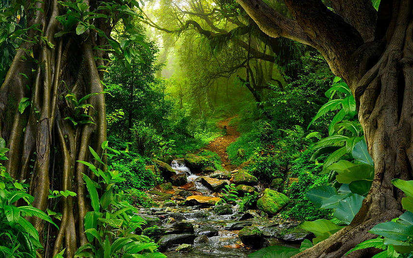 Amazonas-Regenwald, Amazonas-Fluss HD-Hintergrundbild