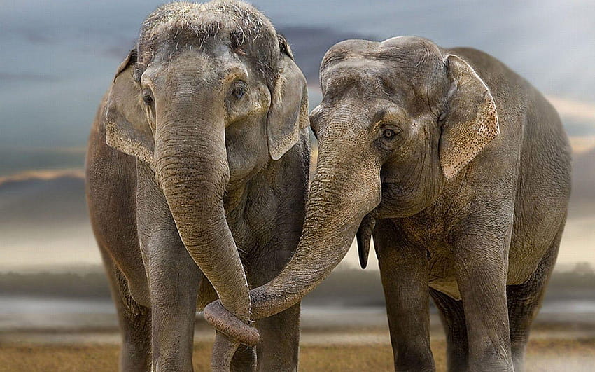 Animal, world elephant day HD wallpaper