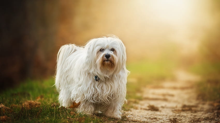 Havanese for your or mobile screen and easy to HD wallpaper