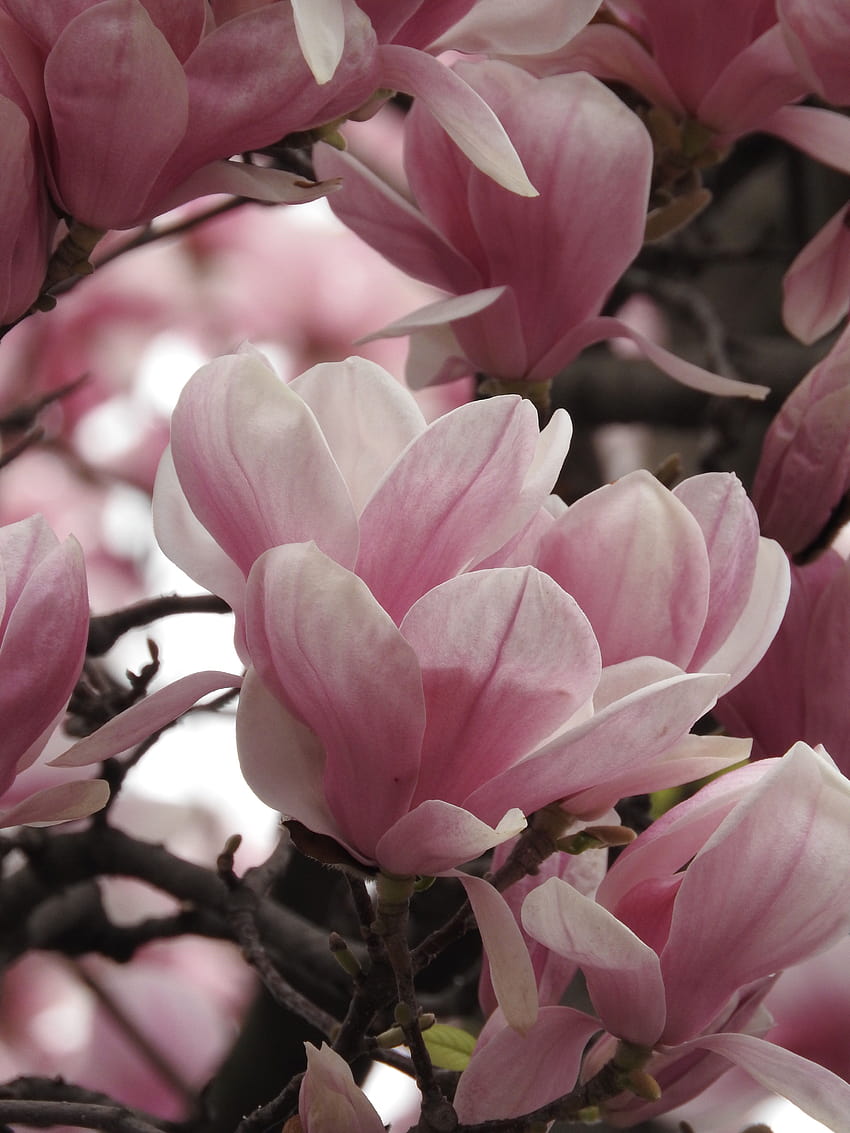 Árbol de magnolia, manantial de magnolia fondo de pantalla del teléfono