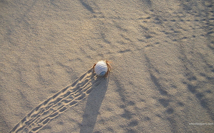 detail for, hermit crab HD wallpaper