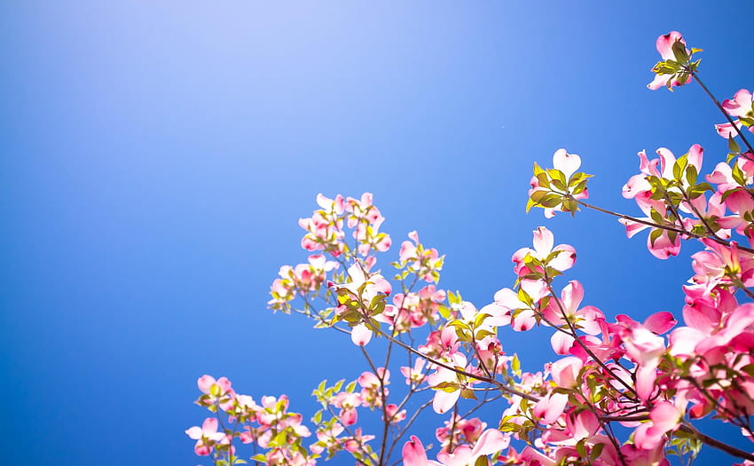: dereń, kwitnienie, gałęzie, zieleń, niebo 2560x1580 Tapeta HD