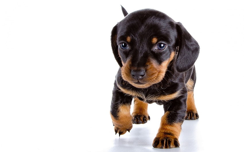dachshund, small puppy, cute animals, black, wiener dog black HD wallpaper