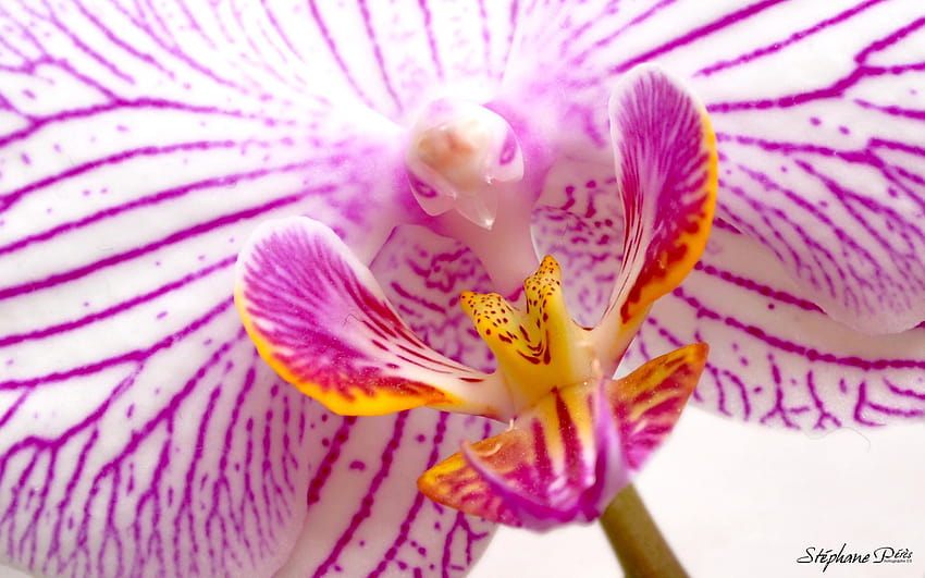 : Orchid Flowers . Jpg, plant, bloom, pink, 3d and, mauve and red orchid HD wallpaper