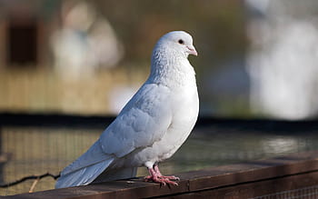 Page 2 | white pigeon HD wallpapers | Pxfuel