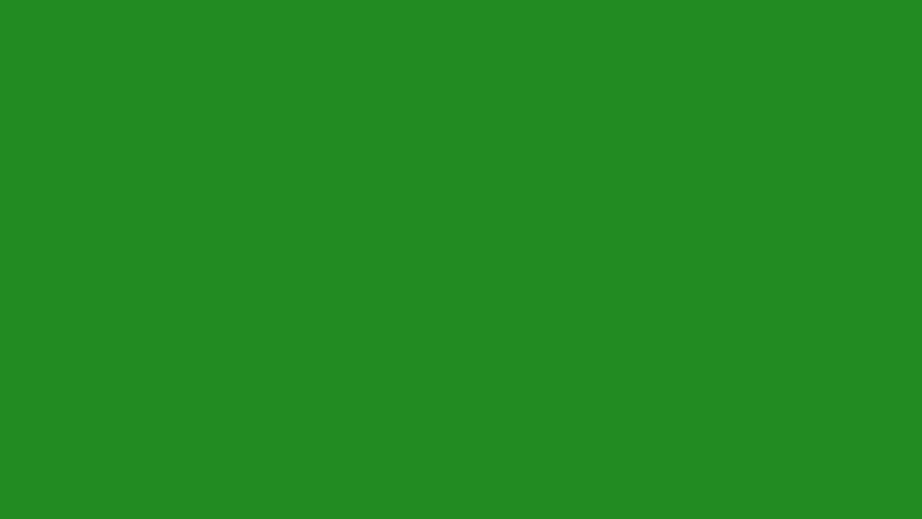 2560x1440 Leśna zieleń dla stron internetowych Jednolity kolor tła, tło sieciowe zielone Tapeta HD