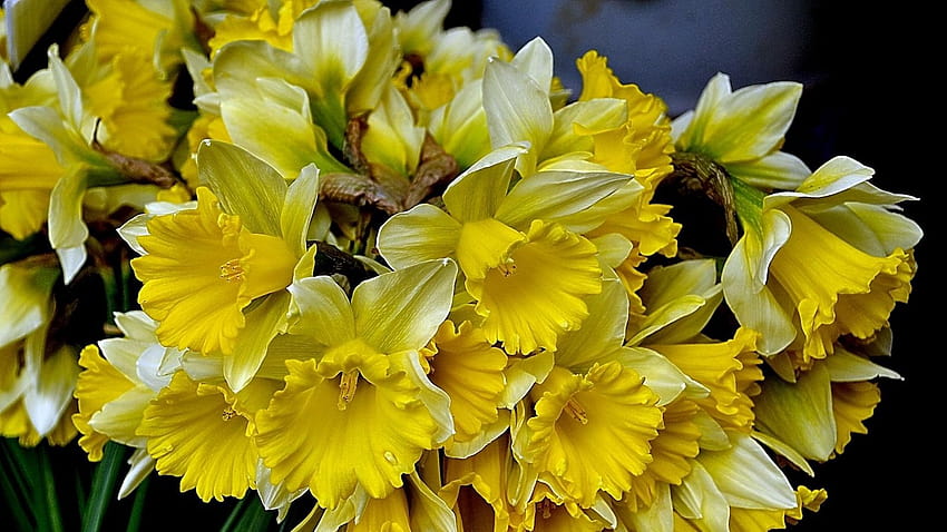 1600x900 daffodils, flowers, flower, yellow, yellow daffodils flowers spring HD wallpaper
