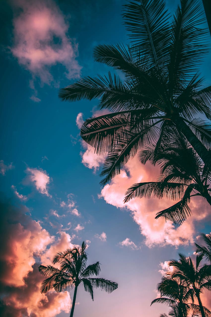 tropisch, insel, palme, sonnenuntergang HD-Handy-Hintergrundbild