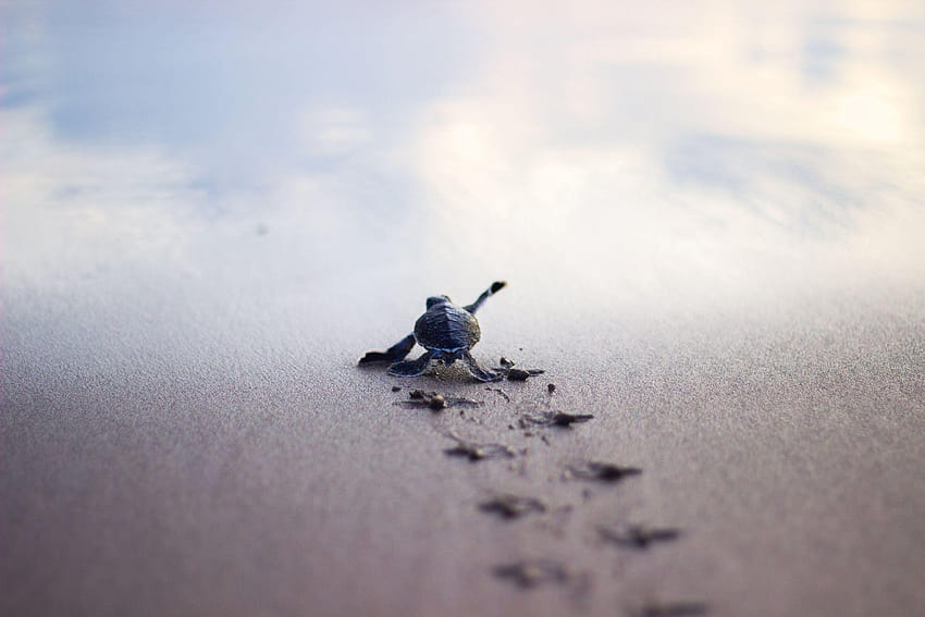 Baby Turtles Race to the Sea in Oaxaca, Mexico HD wallpaper