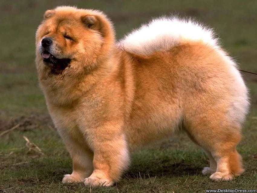 1 Fat Dogs, fat animals HD wallpaper