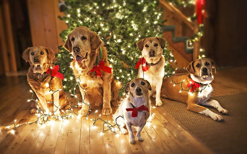Christmas Live, christmas dog light HD wallpaper