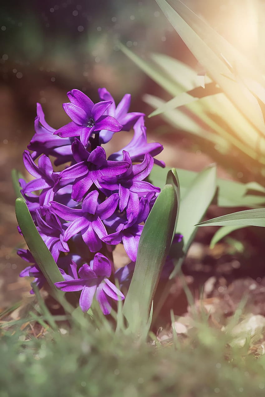 : hyacinth, purple, violet, purple hyacinth, flower, violet hyacinths flowers HD phone wallpaper