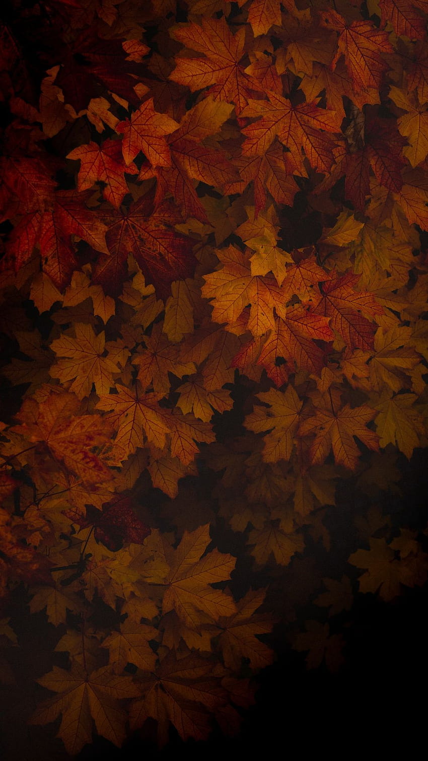 어두운 가을 잎 배경, 떨어지는 잎 가을 HD 전화 배경 화면