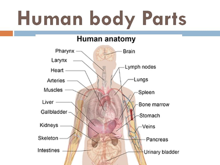 Human Body Parts, ...clipart HD wallpaper