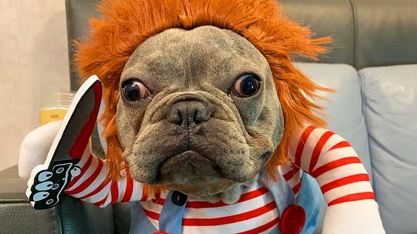 Adorable chien s'habille en poupée 'Chucky' pour Halloween, chiens déguisés Fond d'écran HD