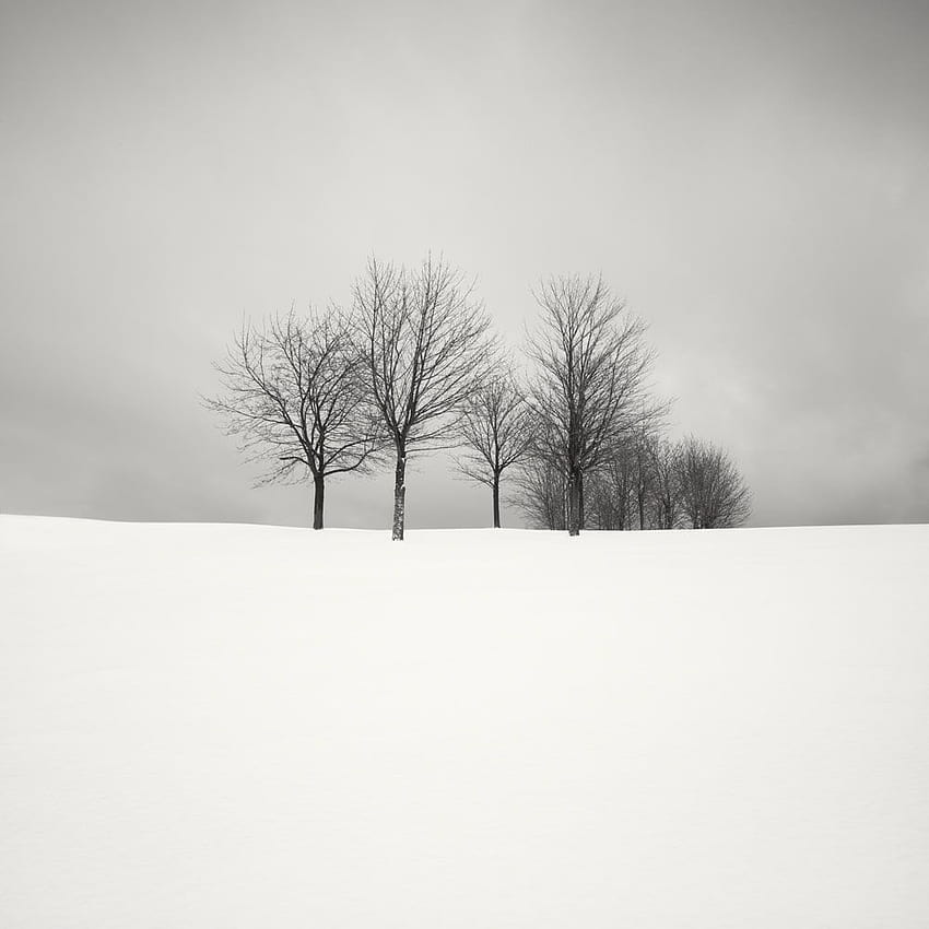 조용한 겨울 풍경 갓 내린 눈 속에서 나무의 고요함을 포착하다, 겨울 풍경 HD 전화 배경 화면