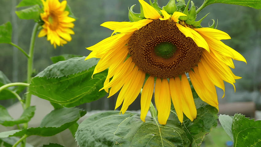 Helianthus annuus, common sunflower, is large annual forb of genus HD wallpaper
