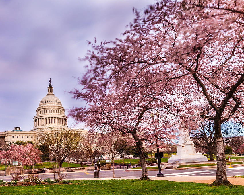 Cherry Blossom Washington DC, musim semi washington dc Wallpaper HD