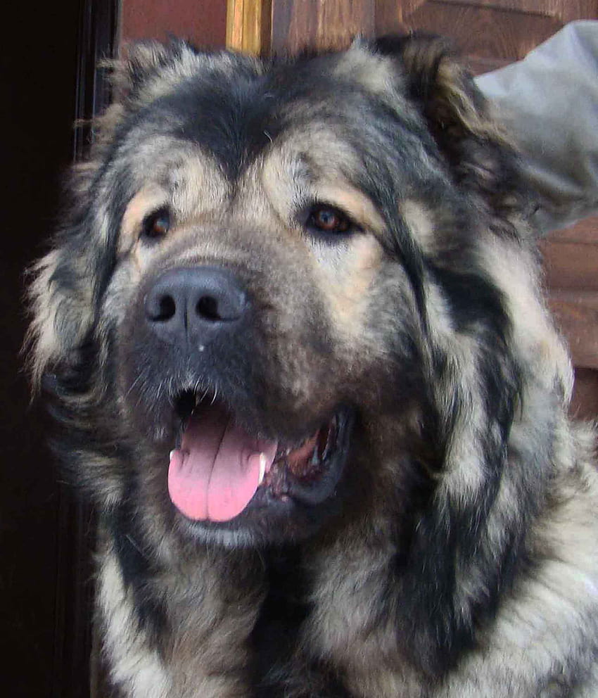 Enormous Caucasian Shepherd is showing his tongue and HD phone wallpaper