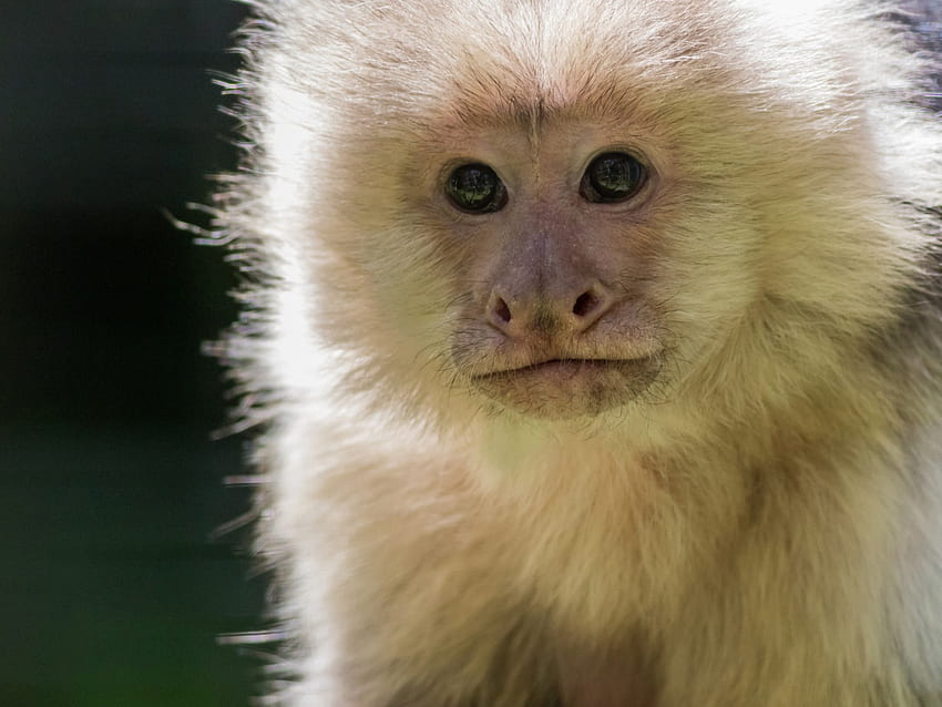 Pet Capuchin Monkey Coco Chanel Stolen from Minnesota Car Parked at Store HD wallpaper