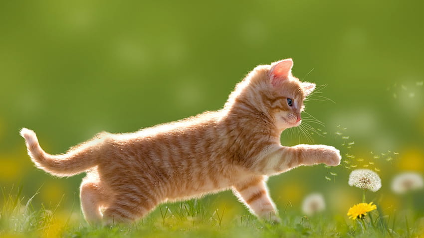 Anak kucing Lucu, bayi kucing Wallpaper HD