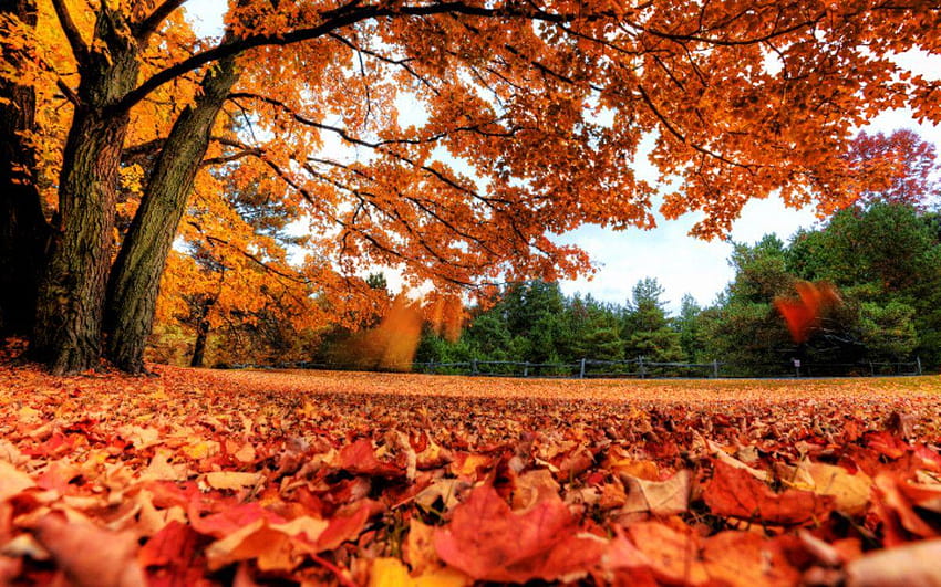 Download Embrace The New Season With This Cozy Fall Aesthetic Macbook  Wallpaper  Wallpaperscom