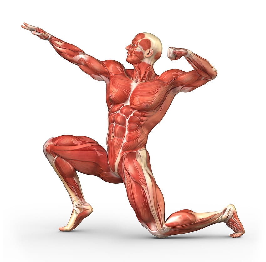 ชีววิทยาของกล้ามเนื้อ กายวิภาคของกล้ามเนื้อ วอลล์เปเปอร์ HD