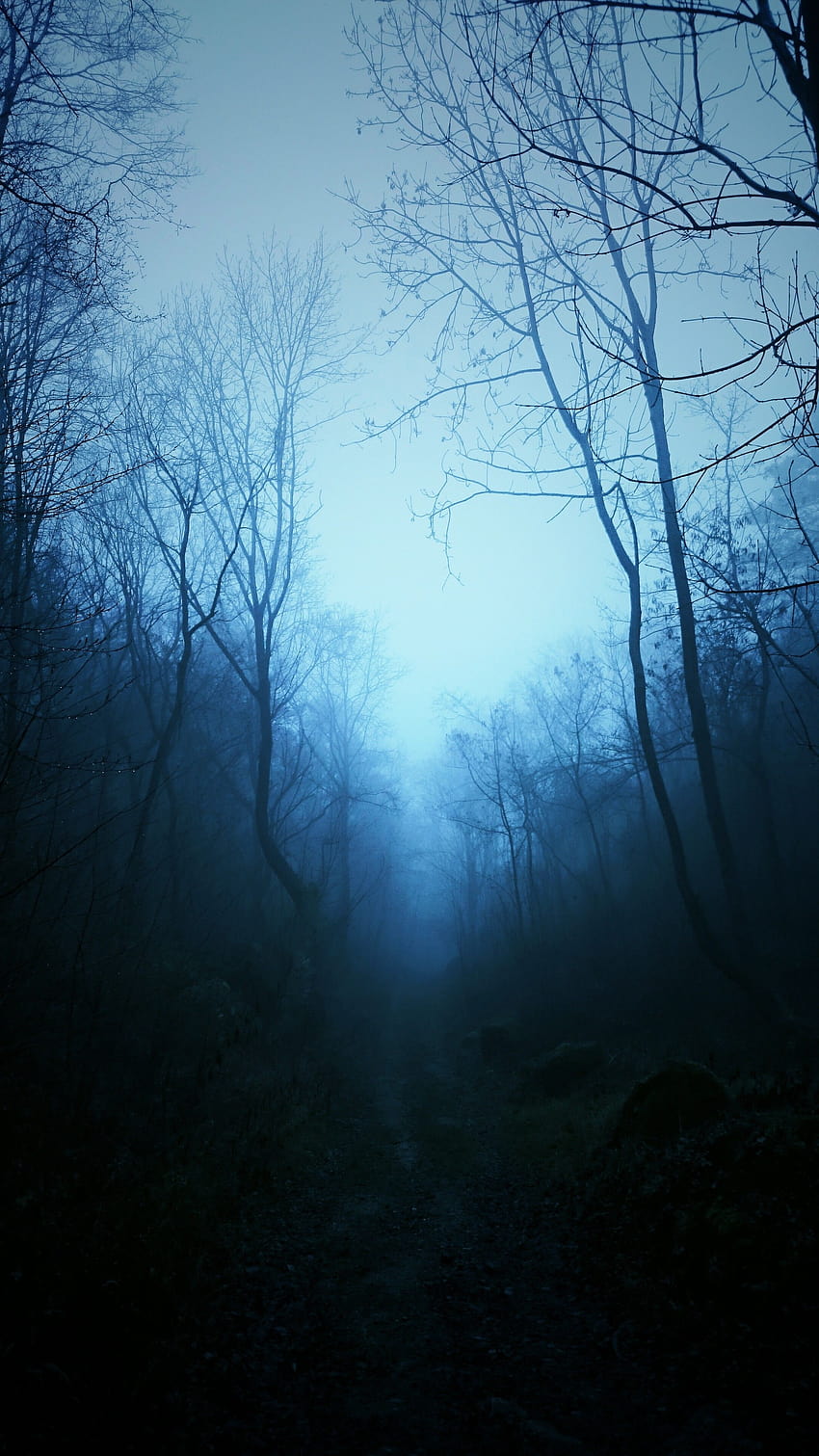 mist, Nature, Dark, Blue, Trees, Tropical Forest, Forest, blue forest HD phone wallpaper