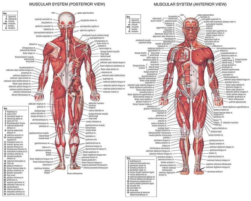 EXERCISE, muscular system HD wallpaper