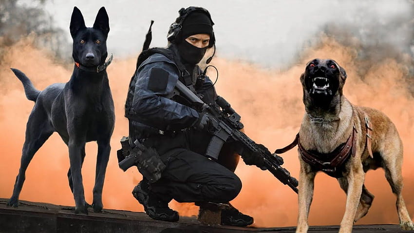 Estas são as 10 melhores raças de cães militares e policiais, k9 dog papel de parede HD