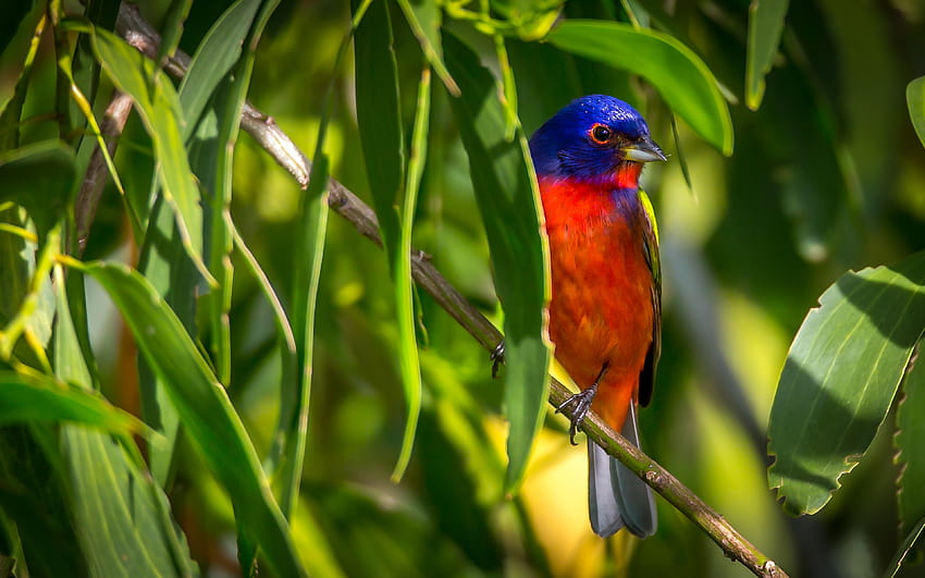 Painted Bunting Ultra HD wallpaper