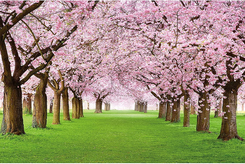 Buy Wall Mural – Cherry Blossom Tree – Decorative Poster of Spring Nature Landscape Avenue Cherry Blossoms Sakura Bloom Flowers poster Decor, cherry blossom flowers HD wallpaper