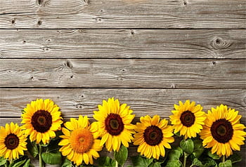 Sunflower baby HD wallpapers | Pxfuel
