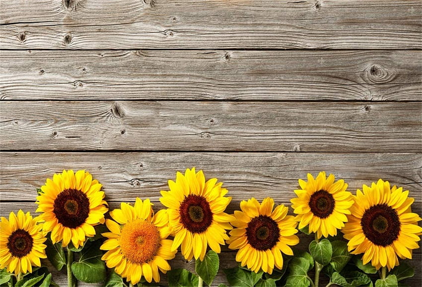 Amazon : CSFOTO 8x6ft Backgrounds for Sunflowers On Rustic Wood Wall graphy Backdrop Vintage Wood Plank Booming Blossom Flower Child Baby Adult Artistic Portrait Studio Props Vinyl : Electronics, sunflower with stretch HD wallpaper