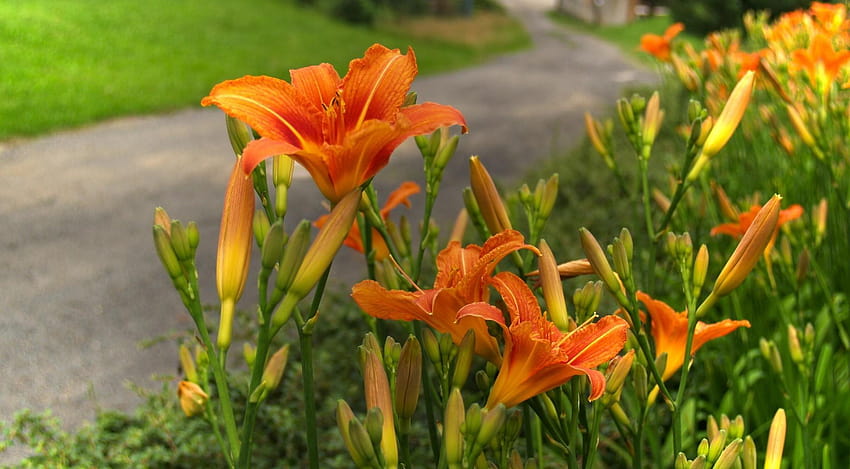 Selective focus graphy of orange and yellow lily, orange lily HD wallpaper