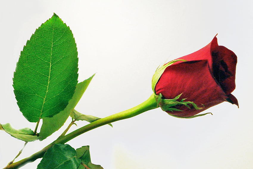 Single Red Rose, red rose love single HD wallpaper