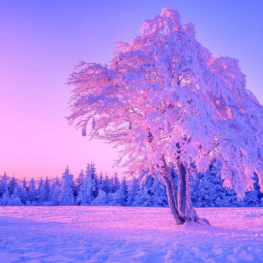 Árvore solitária, inverno, céu, natureza, zing, neve, céu roxo • For You For & Mobile Papel de parede de celular HD