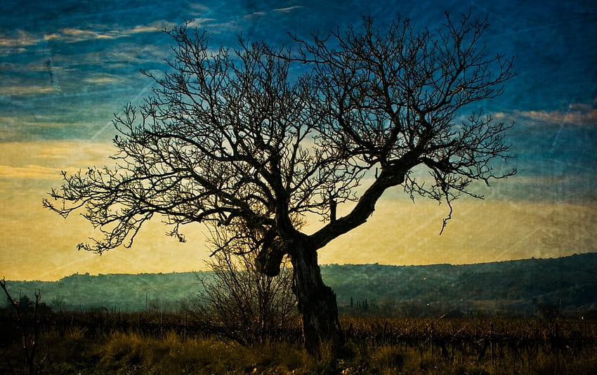 dunkel,tree,sky,natural landscape,people in nature,nature HD wallpaper