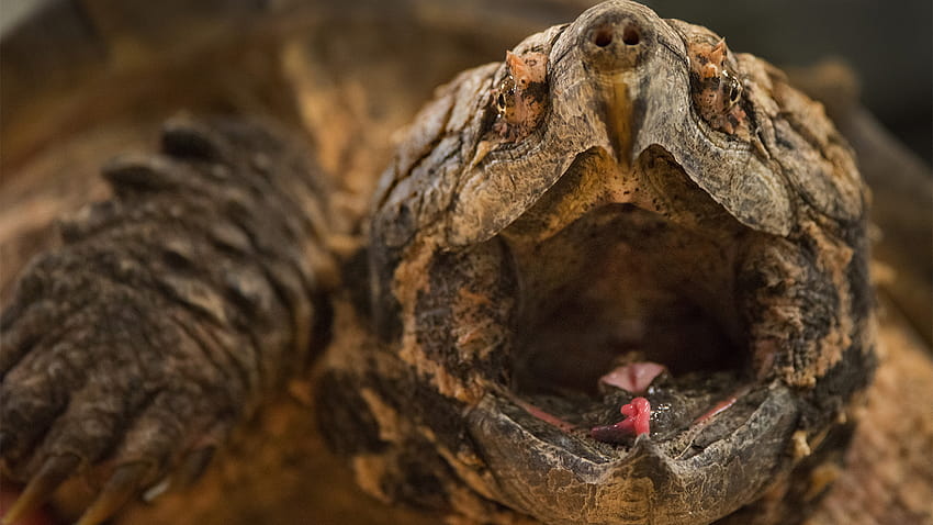 Alligator Snapping Turtles Lure Prey With Wriggling Worm HD wallpaper