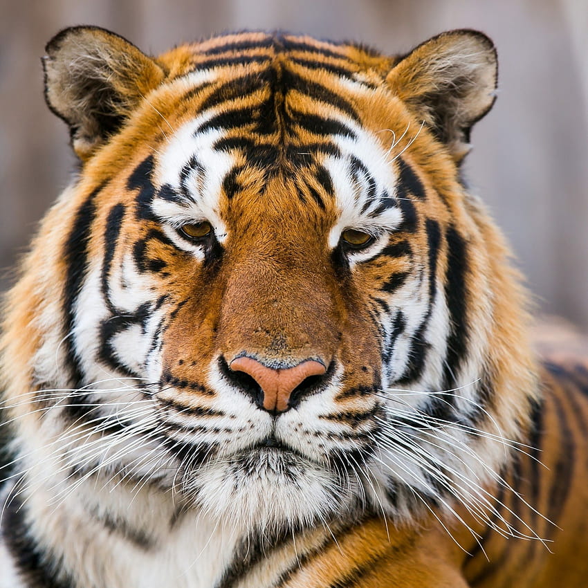 Tiger face close up HD wallpapers | Pxfuel