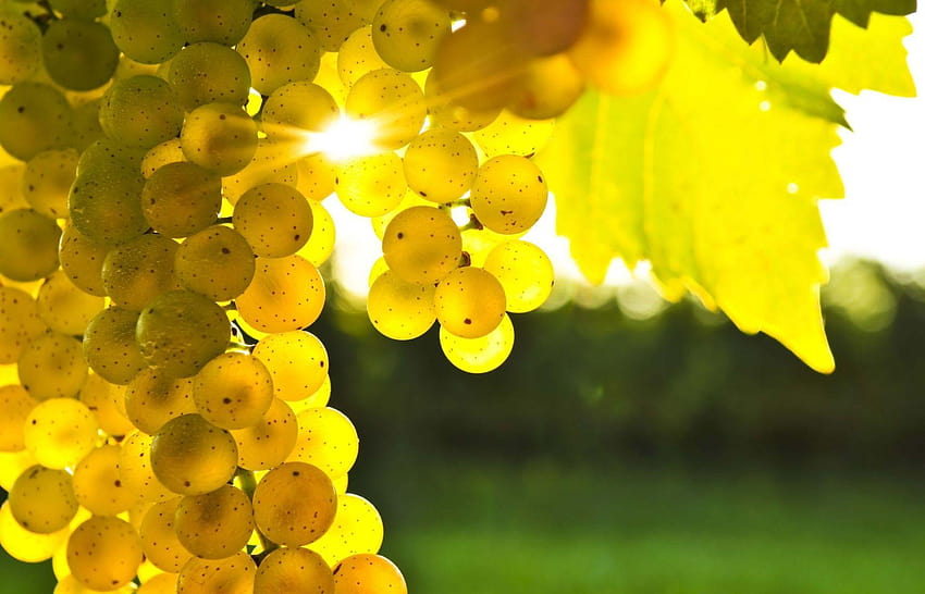 เกรปไวน์สีเหลืองธรรมชาติสีเหลือง วอลล์เปเปอร์ HD