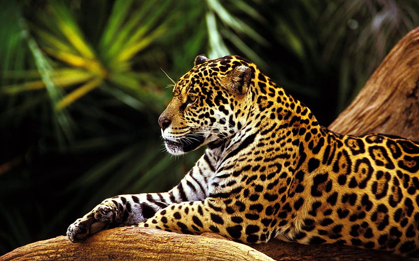 熱帯雨林の動物 高画質の壁紙