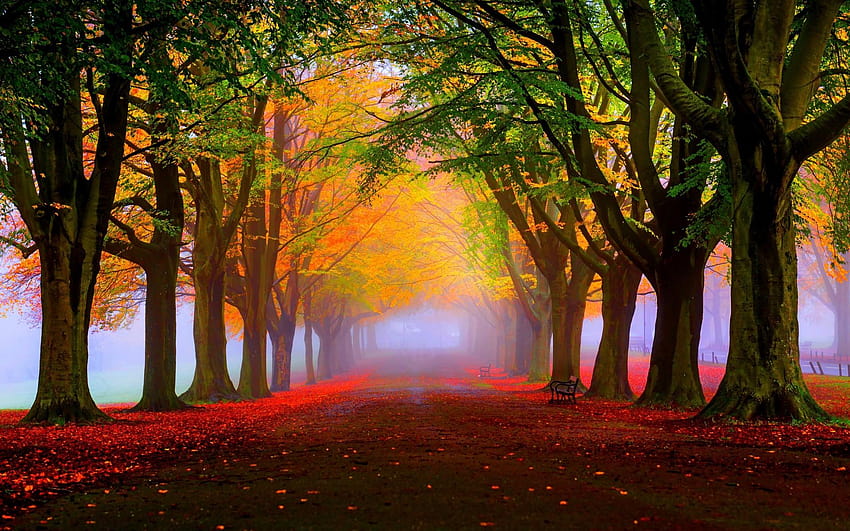 Herbst, Herbst, Bäume, Nebel, Laub, Natur, kühles Laub HD-Hintergrundbild