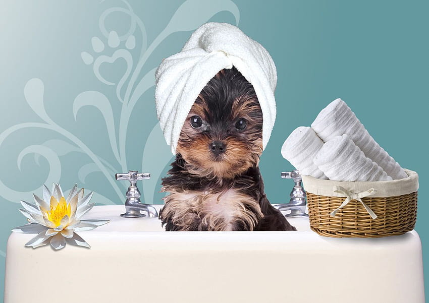 Pet Salon, dog bath HD wallpaper