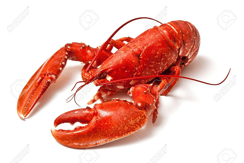 Lobster PNG Transparent Lobster .PNG ., กุ้งก้ามกรามสีขาว วอลล์เปเปอร์ HD