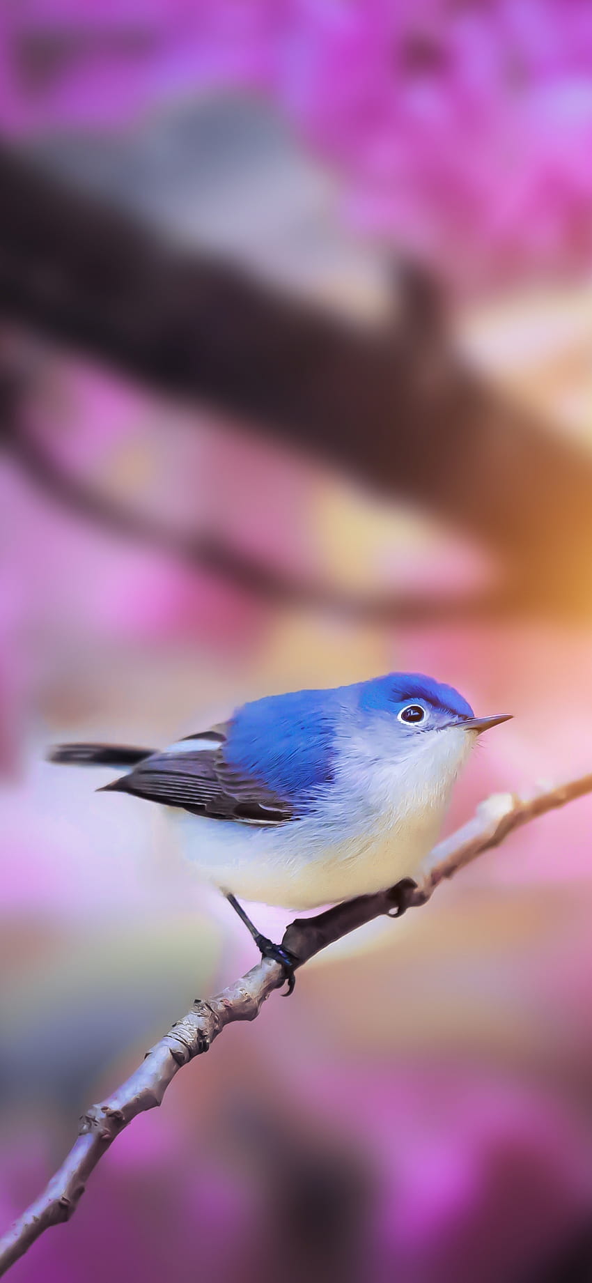 chapim azul, flor, retrato, pássaro 1125x2436, iphone x, 1125x2436, plano de fundo, 4593 Papel de parede de celular HD