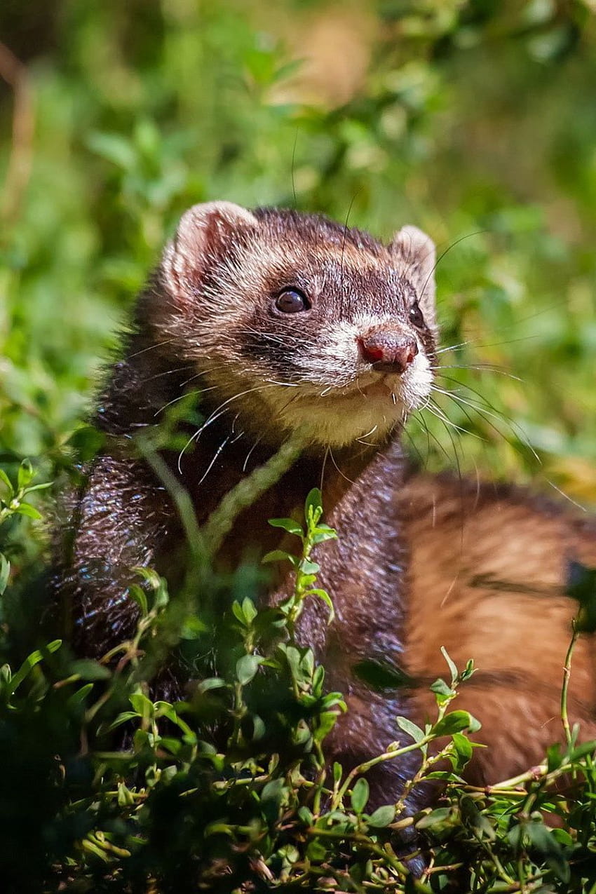 800x1200 ferret, grass, sit, look out iphone 4s, ferret phone HD phone wallpaper